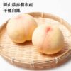 予約受付中 桃 白桃 千種白鳳 ギフト お中元 家庭用 訳あり 3玉入り 約800g 5-6玉 約1.5kg 取り寄せ 岡山県産