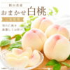 akaiwa-omakase-f2.jpg 予約受付中 岡山 白桃 おまかせ 家庭用 訳あり 岡山県産(赤磐) 白皇桃 加納岩白桃 白鳳ほか