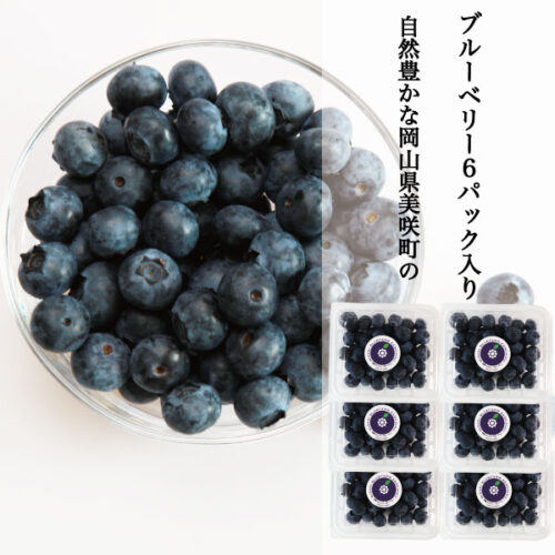 blueberry-hibish-13.jpg ギフト 送料無料 ブルーベリー 生果 ハイブッシュ系 生ブルーベリー 6パック 約600g 1パック 約100g 国産 岡山県産 フルーツ 果物 クール便