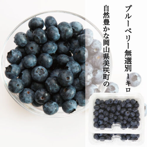 blueberry-hibish-17.jpg 送料無料 ブルーベリー 家庭用 訳あり 生果 生ブルーベリー 無選別 1パック 約250g 国産 岡山県産 フルーツ 果物 クール便