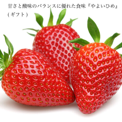 ギフト いちご やよいひめ 苺 イチゴ 1パック 12個入り 約350g 晴れの国 岡山