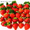 imgrc0089354112.jpg ギフト いちご おいCベリー 苺 イチゴ 1パック 15個入り 約350g 岡山県産