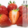 starknight5-1.jpg ギフト スターナイト 苺 いちご イチゴ 1パック15個入り 約350g strawberry 産地直送 お取り寄せ