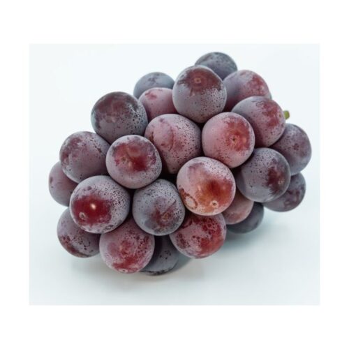 期間限定 【送料無料】 家庭用 訳あり ニューピオーネ 1房 500g 2房 約1kg 3-4房 約2kg マスカット ぶどう 種なし ブドウ 着色に難あり 岡山県赤磐