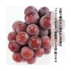 kk_akaiwa-pione-002_02 期間限定 【送料無料】 家庭用 訳あり ニューピオーネ 1房 500g 2房 約1kg 3-4房 約2kg マスカット ぶどう 種なし ブドウ 着色に難あり 岡山県赤磐