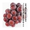 kk_akaiwa-pione-002_03 期間限定 【送料無料】 家庭用 訳あり ニューピオーネ 1房 500g 2房 約1kg 3-4房 約2kg マスカット ぶどう 種なし ブドウ 着色に難あり 岡山県赤磐