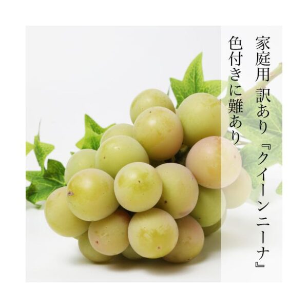 kk_akaiwa-queennina-001_02 期間限定 家庭用 訳あり クイーンニーナ 2房 約1kg 種なし 岡山県赤磐