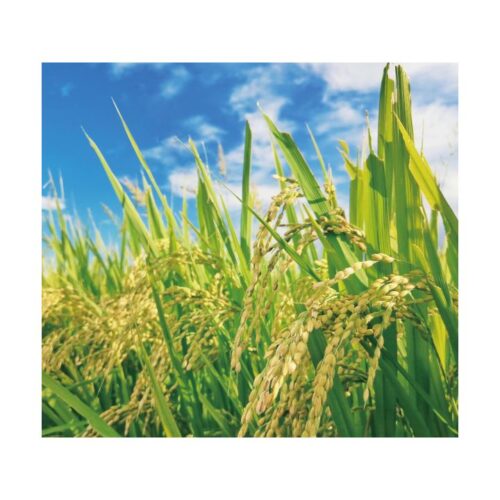 【送料無料】 未検査米 米 玄米 アケボノ 晴れの国岡山 岡山の米 農家直送