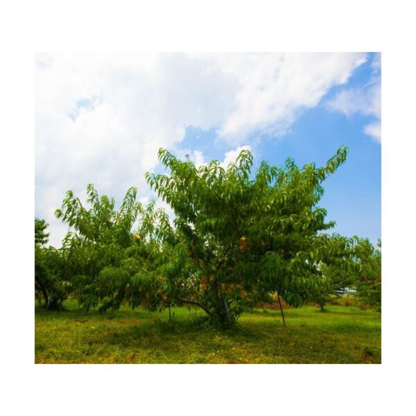 kk_akizora-peach-002_02 予約受付中 白桃 あきぞら ギフト お中元 家庭用 訳あり 約800g 3玉入り 約1.5kg 5-6玉入り 農家直送 もぎたて発送 岡山県産