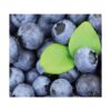 kk_blueberry-hibish-002_01 ギフト 送料無料 ブルーベリー 生果 ハイブッシュ系 生ブルーベリー 6パック 約600g 1パック 約100g 国産 岡山県産 フルーツ 果物 クール便