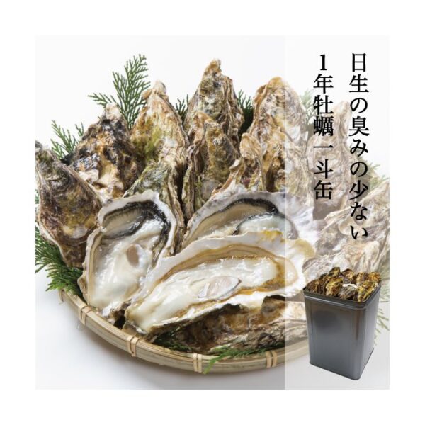 kk_hinase-oyster-yoshoku-005_01 牡蠣 殻付き 約3kg 約5kg 約10kg 日生 ひなせ カキ 日生の牡蠣 加熱用 殻付き牡蠣 瀬戸内海 産地直送