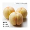 kk_kawanakajima-peach-003_03 予約受付中 桃 白桃 川中島白桃 ギフト お中元 約5-6玉 約1.5kg 甘い 少し固め 岡山県産 取り寄せ 岡山市富吉 送料無料 8月上旬ごろから発送予定