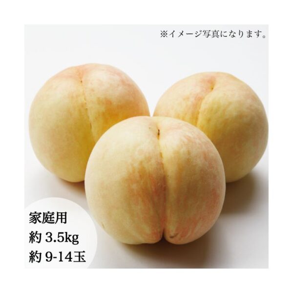 kk_kawanakajima-peach-003_03 予約受付中 桃 白桃 川中島白桃 ギフト お中元 約5-6玉 約1.5kg 甘い 少し固め 岡山県産 取り寄せ 岡山市富吉 送料無料 8月上旬ごろから発送予定
