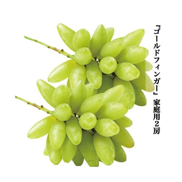 kk_mascut-gold-001_02 ゴールドフィンガー 約800g 2房 家庭用 訳あり 希少 岡山県赤磐市産 種なし