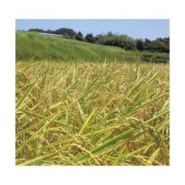 kk_mochi-rice-003_03 送料無料 もち米 晴れの国岡山 ヒヨクモチ 岡山のもち米 約27kg 農家直送