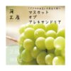 kk_muscat-of-alexandria-005_03 家庭用 マスカット・オブ・アレキサンドリア 約2kg 訳あり 本場岡山 農家直送