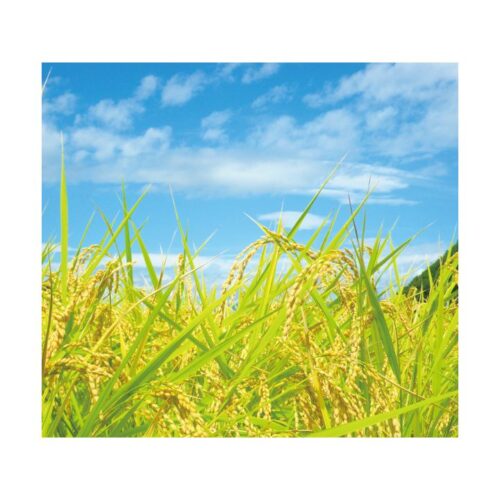 にじのきらめき 玄米 1kg〜30kg 岡山県産 農家直送