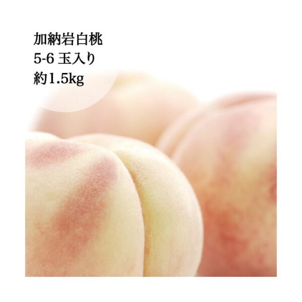 kk_peach-kanouiwahakuto-001_02 予約受付中 桃 白桃 加納岩白桃 ギフト 家庭用 訳あり 約1.2kg 5-6玉入り 農家直送