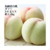 kk_peach-kanouiwahakuto-001_03 予約受付中 桃 白桃 加納岩白桃 ギフト 家庭用 訳あり 約1.2kg 5-6玉入り 農家直送