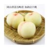 kk_peach-kanouiwahakuto-tomiyosh001_01 予約受付中 桃 白桃 加納岩白桃 ギフト お中元 家庭用 訳あり 約700g 3玉入り 1玉 約200-250g 農家直送 もぎたて発送 取り寄せ 岡山県富吉町産 早生
