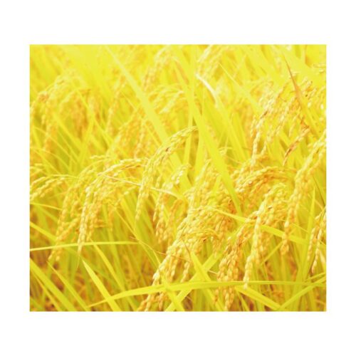 kk_rice-hinohikari-001_01 令和7年産 米 白米 ヒノヒカリ 晴れの国岡山 岡山の米 あっさり バランスが良くどんな料理にも