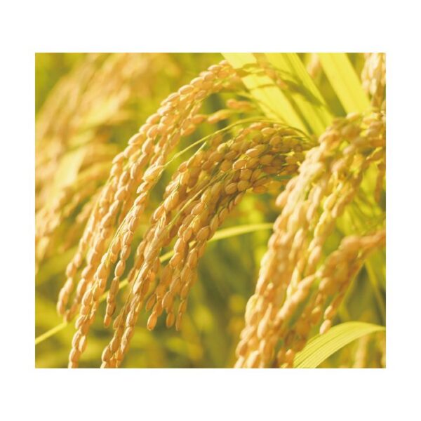 kk_rice-nikomaru-001_01 米 白米 にこまる 900g 1.8kg 4.5kg 9kg 27kg 笑顔こぼれるお米 ふっくらつやつや もちもちの食感 岡山県産