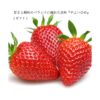 kk_strawberry-yayoihime-003_01 ギフト いちご やよいひめ 苺 イチゴ 1パック 12個入り 約350g 晴れの国 岡山
