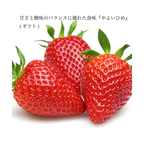 kk_strawberry-yayoihime-003_01 ギフト いちご やよいひめ 苺 イチゴ 1パック 12個入り 約350g 晴れの国 岡山