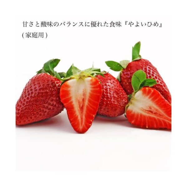 kk_strawberry-yayoihime-003_02 ギフト いちご やよいひめ 苺 イチゴ 1パック 12個入り 約350g 晴れの国 岡山