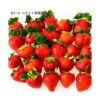kk_strawberry006-3_01 ギフト いちご おいCベリー 苺 イチゴ 1パック 15個入り 約350g 岡山県産