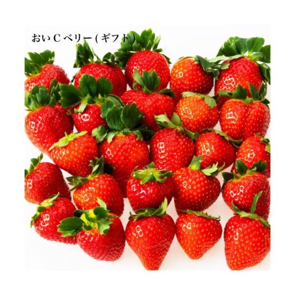 kk_strawberry006-3_02 ギフト いちご おいCベリー 苺 イチゴ 1パック 15個入り 約350g 岡山県産