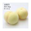 kk_yamato-peach-003_02 予約受付中 桃 白桃 大和白桃 お中元 ギフト 大玉 岡山 希少 伝説の白桃(富吉)
