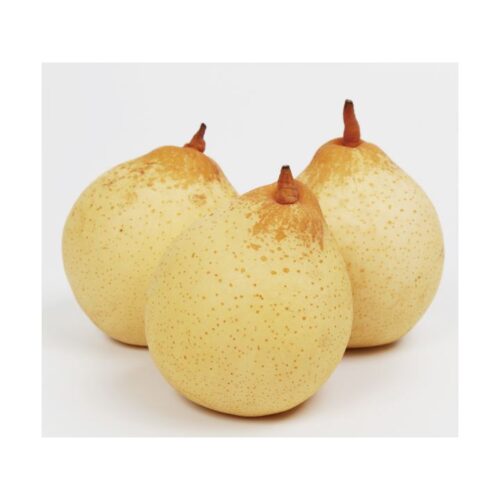 kk_yari-pear-001_01 ヤーリー(鴨梨) 全国的にも珍しい梨 約10-11玉入り 約4kg 岡山県産