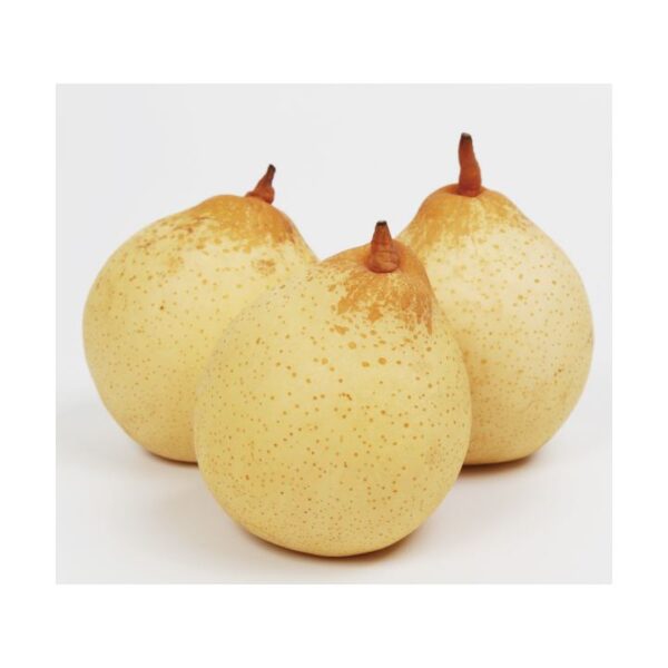 kk_yari-pear-001_01 ヤーリー(鴨梨) 全国的にも珍しい梨 約10-11玉入り 約4kg 岡山県産